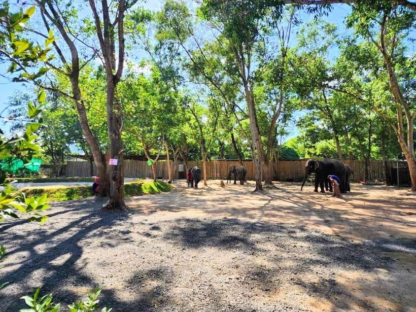 Phuket: Feeding Elephants at Phuket Elephant Care - Key points to know before booking