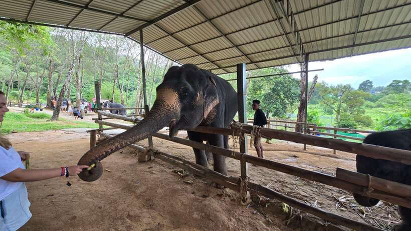 Phuket: Feeding Elephants at Phuket Elephant Care - Coffee, tea, and the eco-tourism introduction