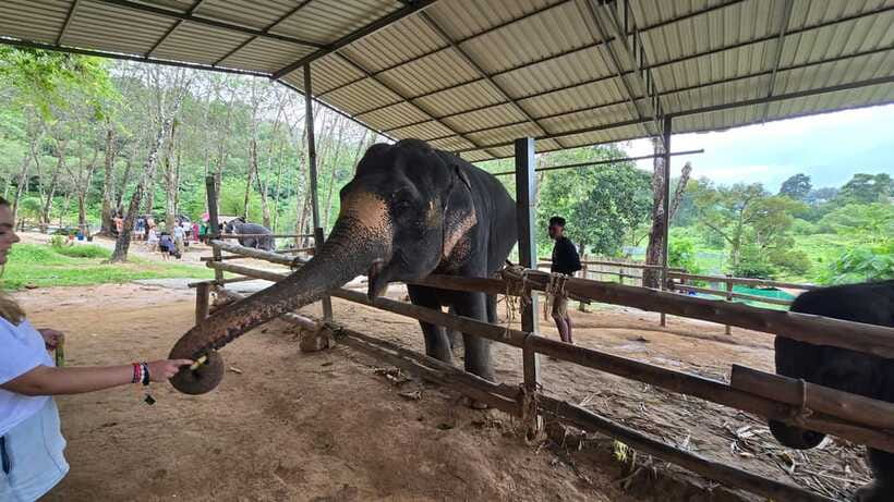 Phuket: Feeding Elephants at Phuket Elephant Care - Painting a magnetic elephant to take home