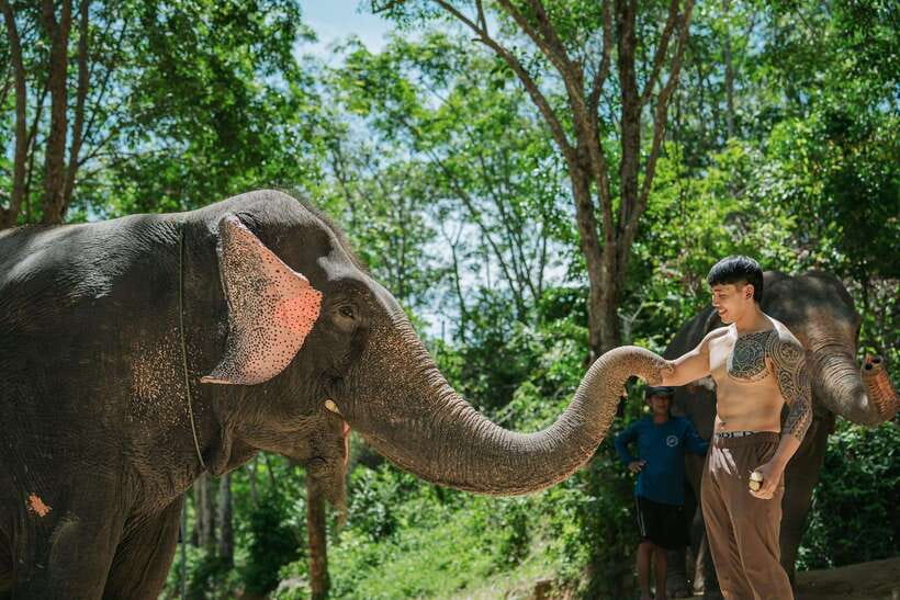 Phuket: Feeding Elephants at Phuket Elephant Care - Fresh fruit and a practical finish