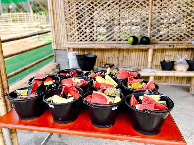 Phuket: Feeding Elephants at Phuket Elephant Care - Who will enjoy this Phuket activity?