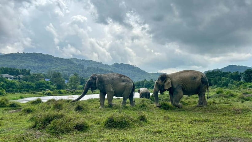 Phuket: Freedom Elephant Reserve - Ethereal Nature Walk - Meeting the herd among grass and baby leaves