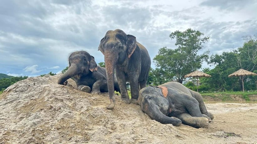 Phuket: Freedom Elephant Reserve - Ethereal Nature Walk - The mud spa, where elephants make their own treatment