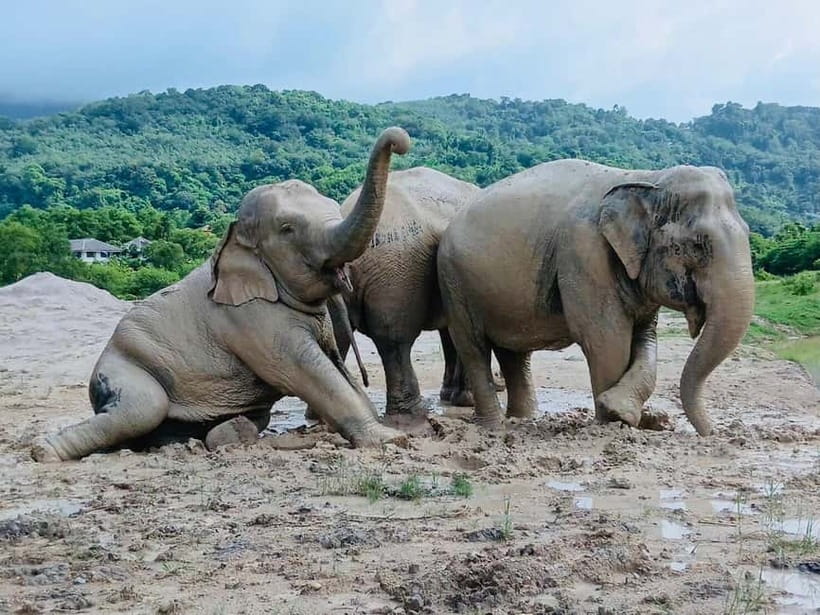 Phuket: Freedom Elephant Reserve - Ethereal Nature Walk - The deep pool and the disappearing elephants