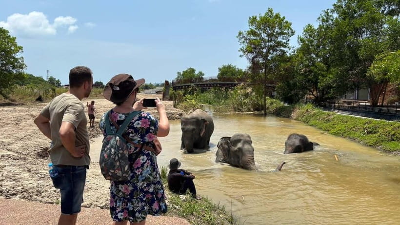 Phuket: Freedom Elephant Reserve - Ethereal Nature Walk - What the ethical setup means in practice
