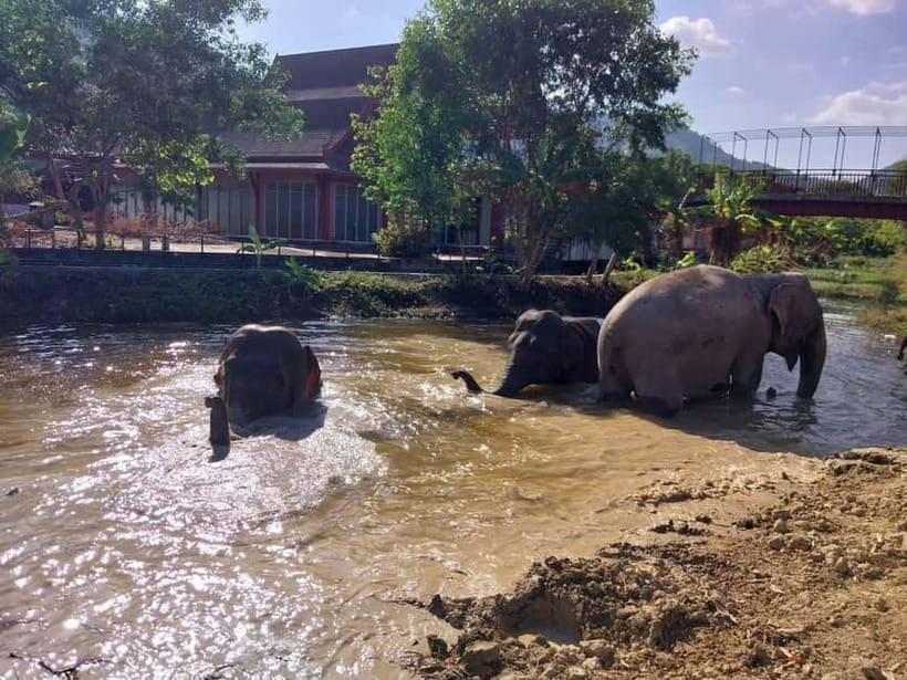 Phuket: Freedom Elephant Reserve - Ethereal Nature Walk - Transport, pickup zones, and the time you really need