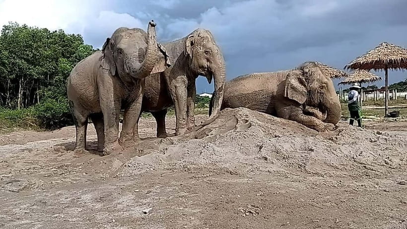 Phuket: Freedom Elephant Reserve - Ethereal Nature Walk - Group size, comfort, and who should book