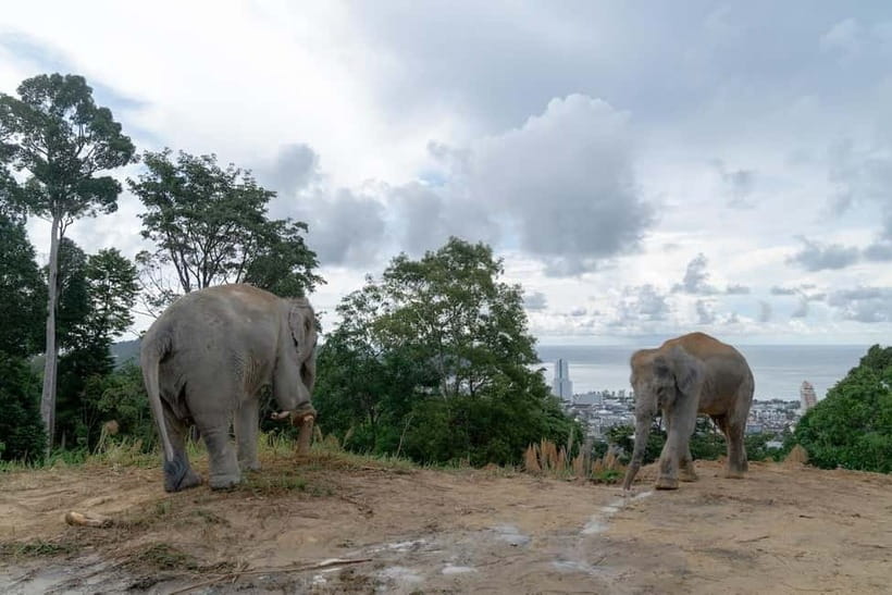 Phuket: Guide Tour to Patong Elephant Sanctuary - Practical advice before you go