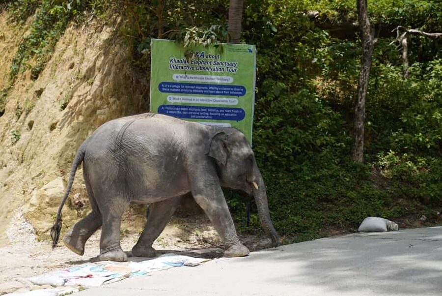 Phuket: Guide Tour to Patong Elephant Sanctuary - Walking beside elephants at their own pace