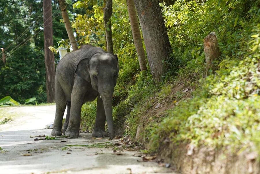 Phuket: Guided Tour to Elephant Sanctuary & Hotel Transfer - What to bring and how to prepare