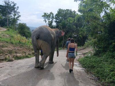 Guided Tour to Elephant Sanctuary & Hotel Transfer
