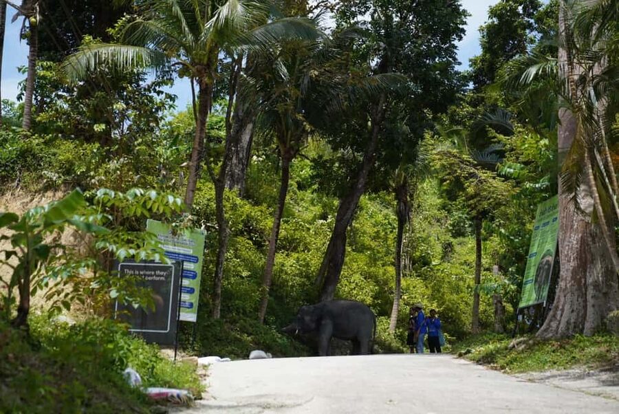 Phuket: Guided Tour to Elephant Sanctuary & Hotel Transfer - Walking, bathing, and watching natural behavior