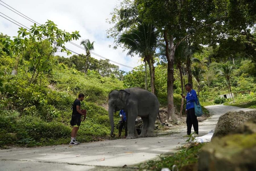 Phuket: Guided Tour to Elephant Sanctuary & Hotel Transfer - Timing, heat, and group size