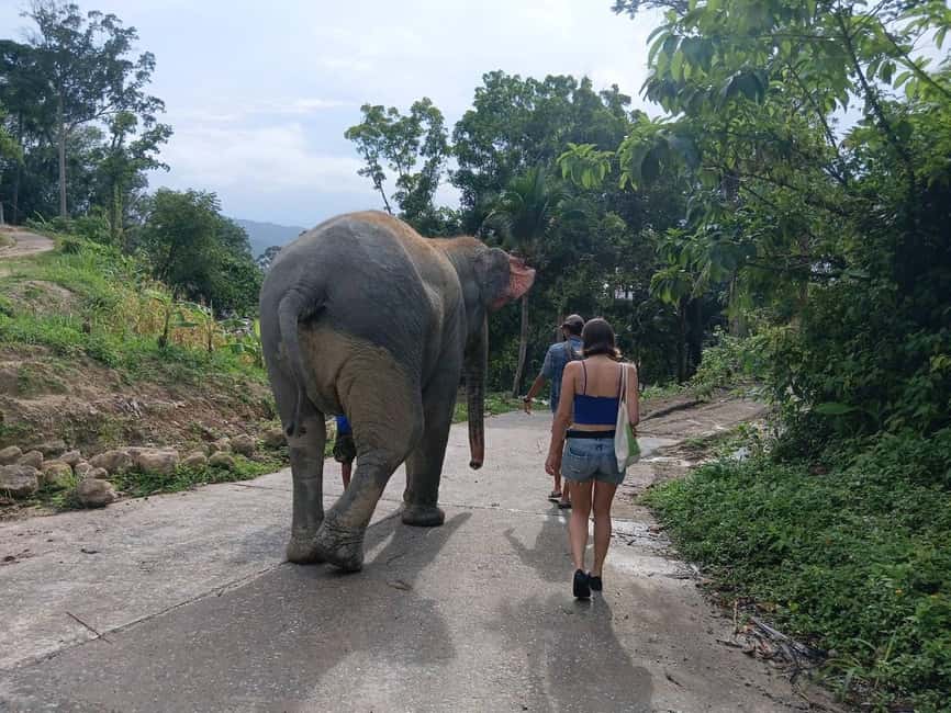 Phuket: Guided Tour to Elephant Sanctuary & Hotel Transfer - The ride from Phuket to Patong Hill Tribe Elephant Village