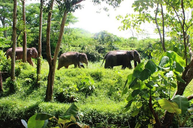 Phuket Guided Tour to Elephant Sanctuary with Hotel Transfers - A quiet meeting with rescued elephants