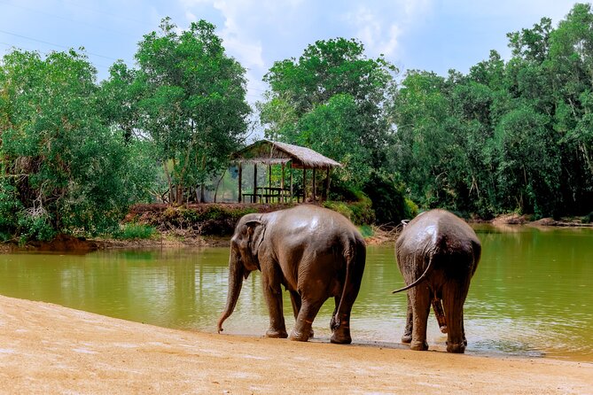 Phuket Guided Tour to Elephant Sanctuary with Hotel Transfers - The value of $42.12