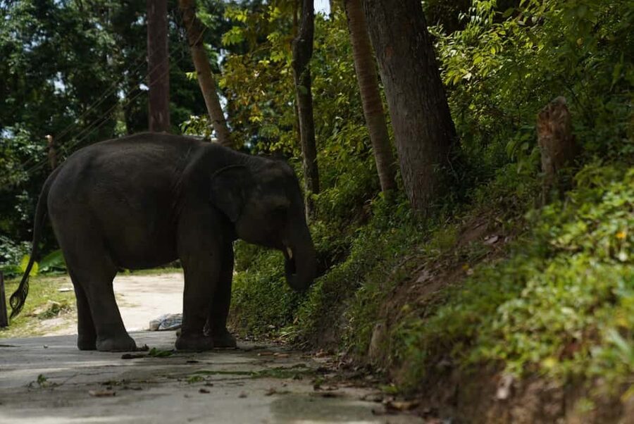 Phuket : Guided Tour to Elephant Sanctuary with Transfers - Who should book this experience?