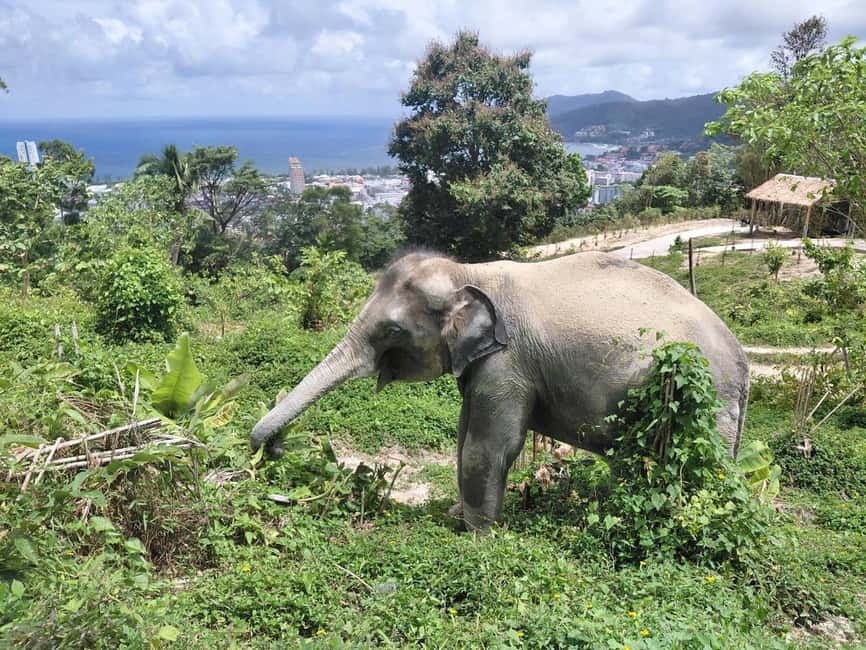 Phuket: Guided Walk Tour to Elephant Sanctuary with Transfer - The 20-Minute Van Ride and Pickup Choices