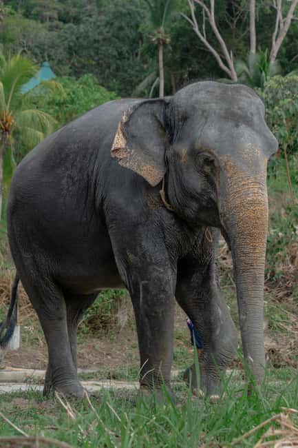 Phuket: Guided Walk Tour to Elephant Sanctuary with Transfer - Walking the Hillside Jungle Trails