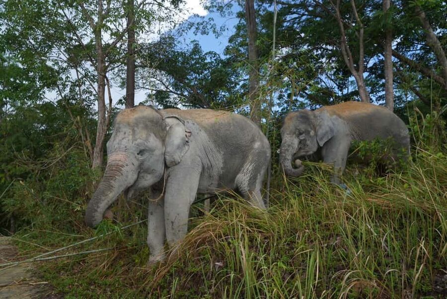 Phuket: Guided Walk Tour to Elephant Sanctuary with Transfer - What the Guide Adds to the Experience
