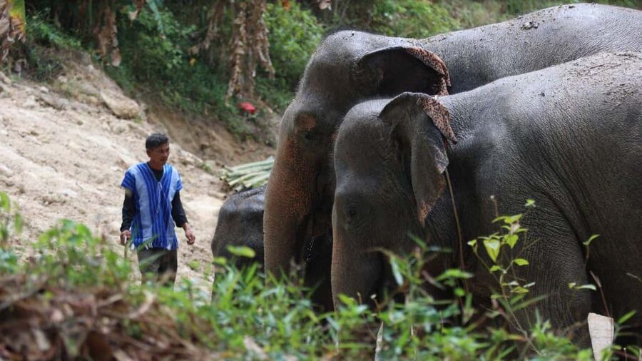 Phuket: Guided Walk Tour to Elephant Sanctuary with Transfer - Practical Tips for a Smooth Visit
