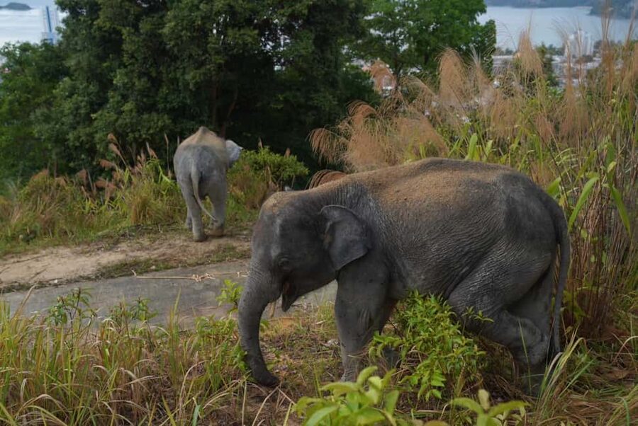 Phuket: Guided Walk Tour to Elephant Sanctuary with Transfer - Should You Book This 90-Minute Sanctuary Walk?