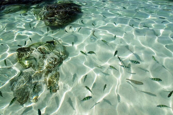 Phuket: Half Day Khai Islands by Speedboat - Why the Khai Islands work well for a short Phuket trip