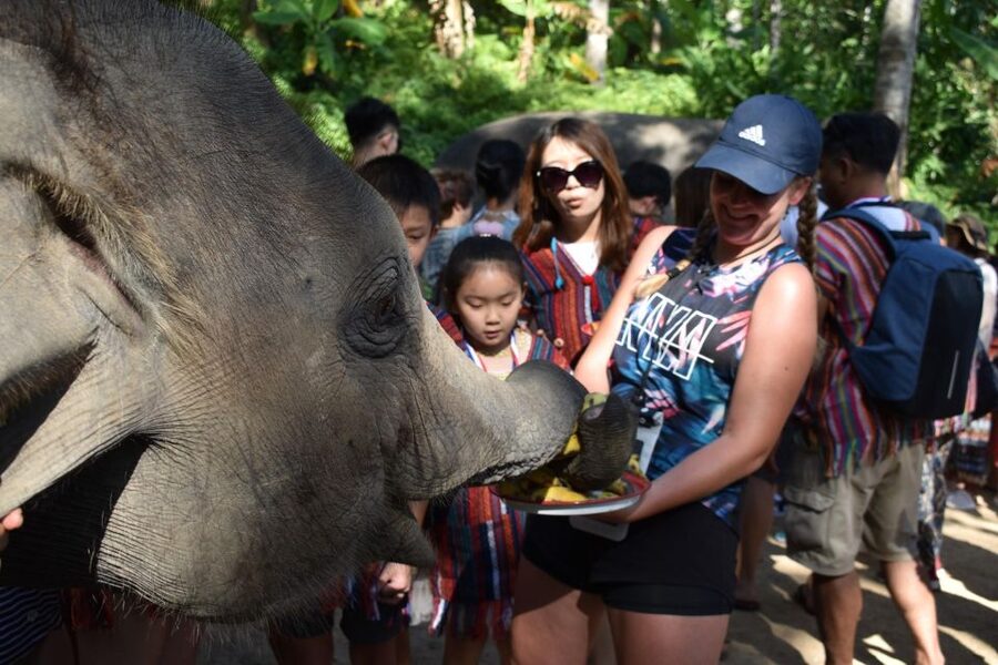 Phuket: Half Day or 2-Hour Ethical Elephant Care Sanctuary - Key points to know before booking