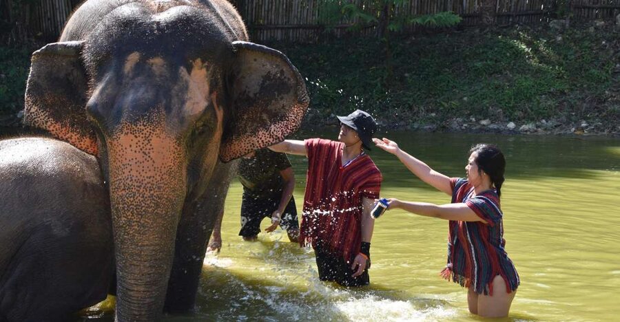 Phuket: Half Day or 2-Hour Ethical Elephant Care Sanctuary - Should you book Nai Dee Elephant Care Park?