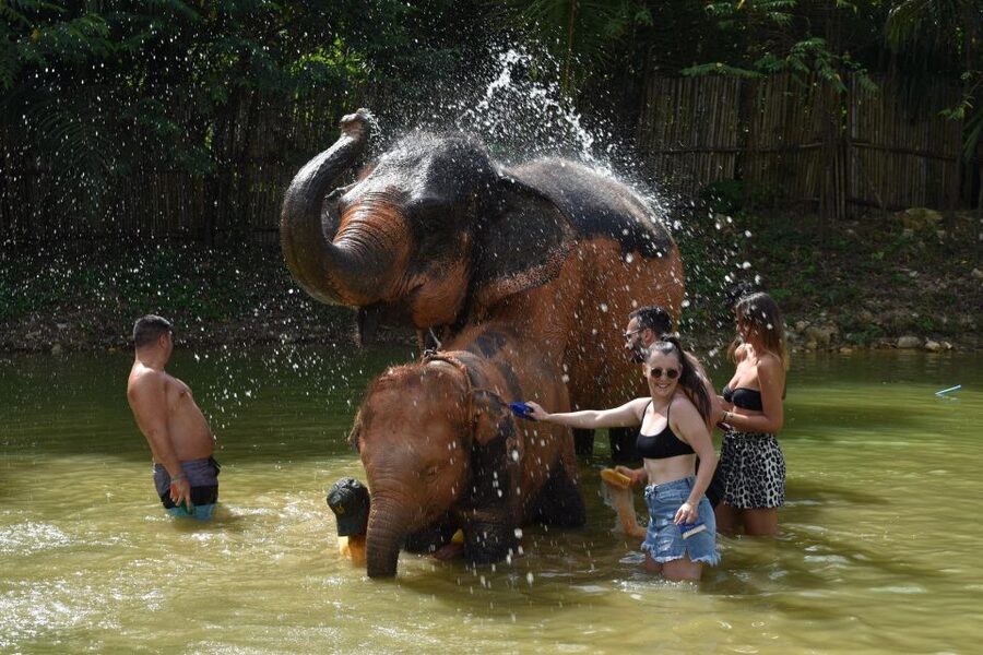 Phuket: Half Day or 2-Hour Ethical Elephant Care Sanctuary - Meeting elephants without a riding show