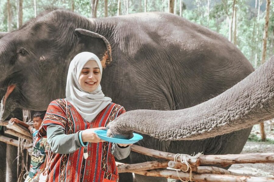 Phuket: Half Day or 2-Hour Ethical Elephant Care Sanctuary - What the $36 price buys you
