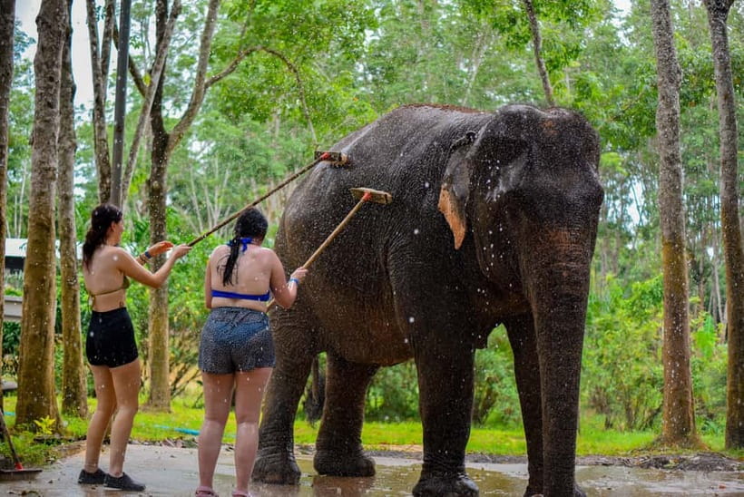 Phuket: Happy Hour Feed and Rain Shower with Elephant - Key points to know before you go