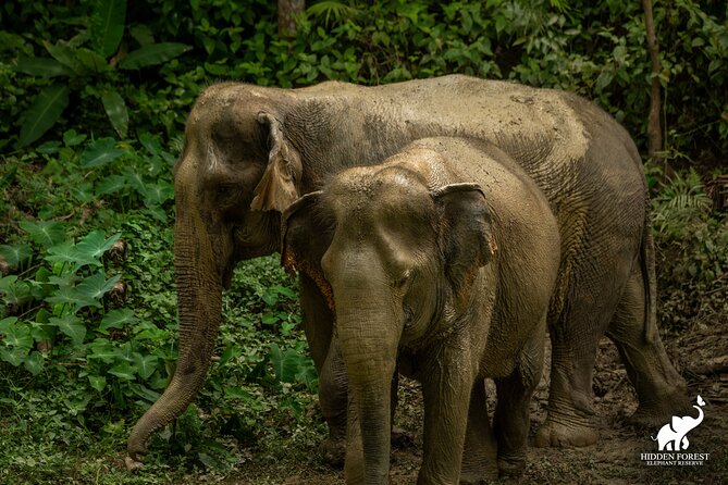 Phuket: Hidden Forest Elephant Reserve Guided Tour with Lunch - Key points to know before you book