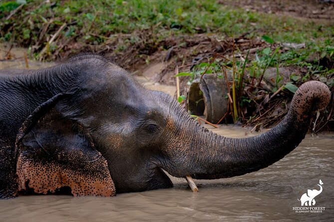 Phuket: Hidden Forest Elephant Reserve Guided Tour with Lunch - Why the hands-off approach matters in Phuket