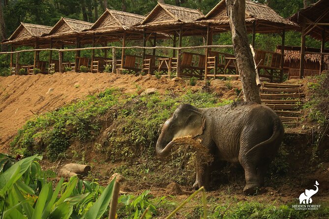 Phuket: Hidden Forest Elephant Reserve Guided Tour with Lunch - Bamboo huts, mud, water, and a view of Big Buddha