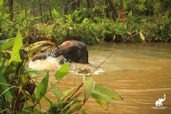 Phuket: Hidden Forest Elephant Reserve Guided Tour with Lunch - Watching the elephants bathe without joining them