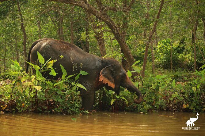 Phuket: Hidden Forest Elephant Reserve Guided Tour with Lunch - Who will enjoy this three-and-a-half-hour visit