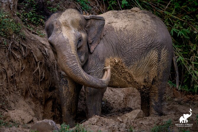 Phuket: Hidden Forest Elephant Reserve Guided Tour with Lunch - Hotel pickup through Phuket’s forested hills