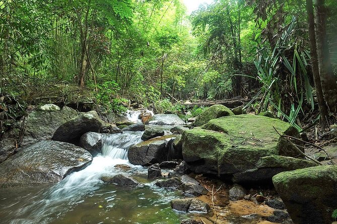 Phuket Jungle Trekking Experience at Khao Phra Taew National Park - Walking beneath palms, vines, and huge trees