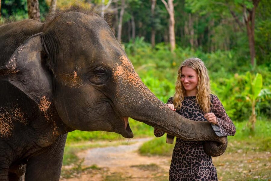 Phuket: Make & Meet The Gentle Giant Experience - Feeding the Elephants in the Designated Area