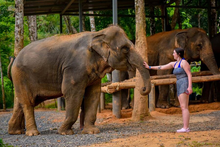 Phuket: Make & Meet The Gentle Giant Experience - A 2.5-Hour Visit, Not a Full-Day Commitment