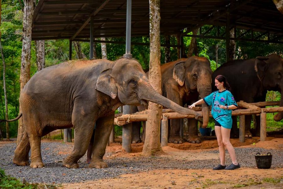 Phuket: Make & Meet The Gentle Giant Experience - What the Reviews Reveal About the Visit