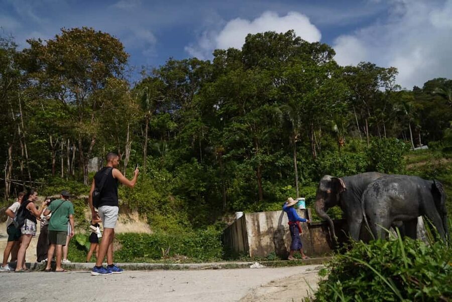 Phuket: Patong Elephant Sanctuary Observe & Learn Experience - Key points at a glance