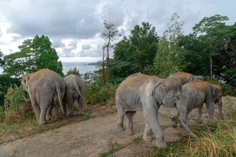Phuket: Patong Elephant Sanctuary Observe & Learn Experience - Practical booking details