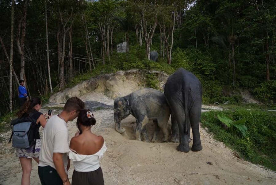 Phuket: Patong Elephant Sanctuary Observe & Learn Experience - Why the no-barrier policy matters