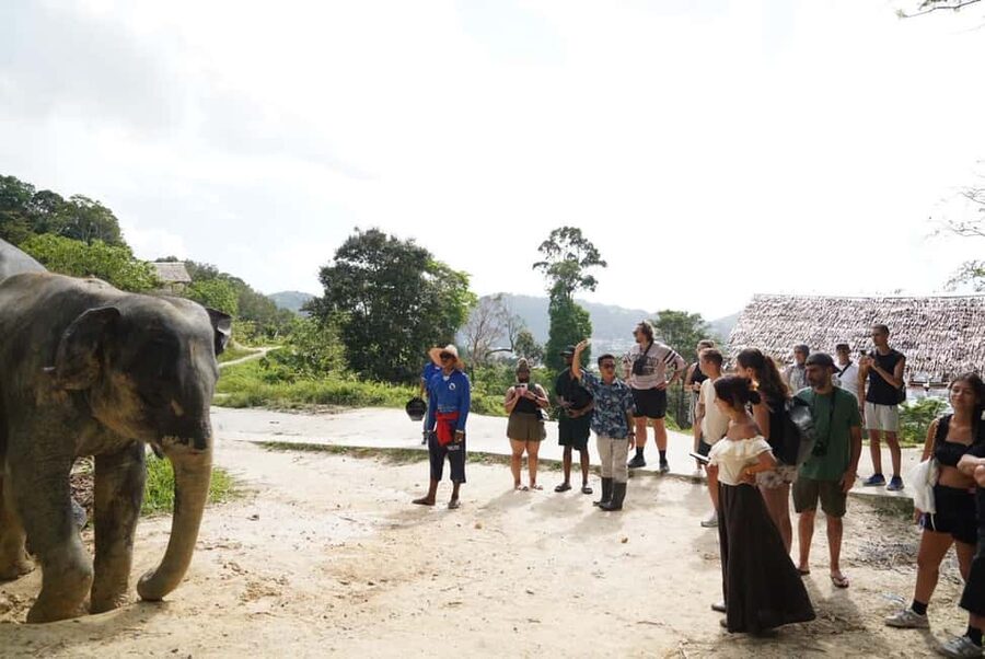 Phuket: Patong Elephant Sanctuary Observe & Learn Experience - The value of $51
