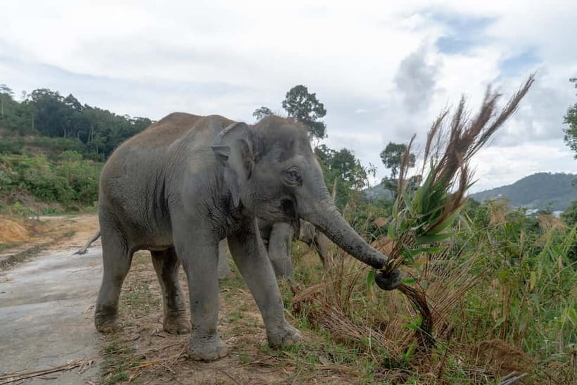 Phuket: Patong Elephant Sanctuary Observe & Learn Experience - Getting there and arriving prepared