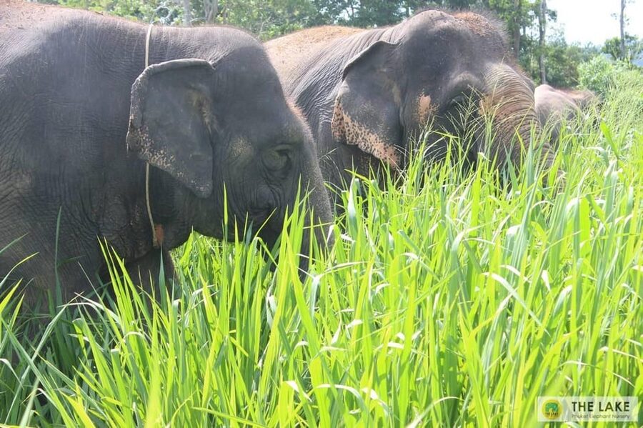 Phuket: Patong Elephant Sanctuary Observe & Learn Experience - Who will enjoy this experience most