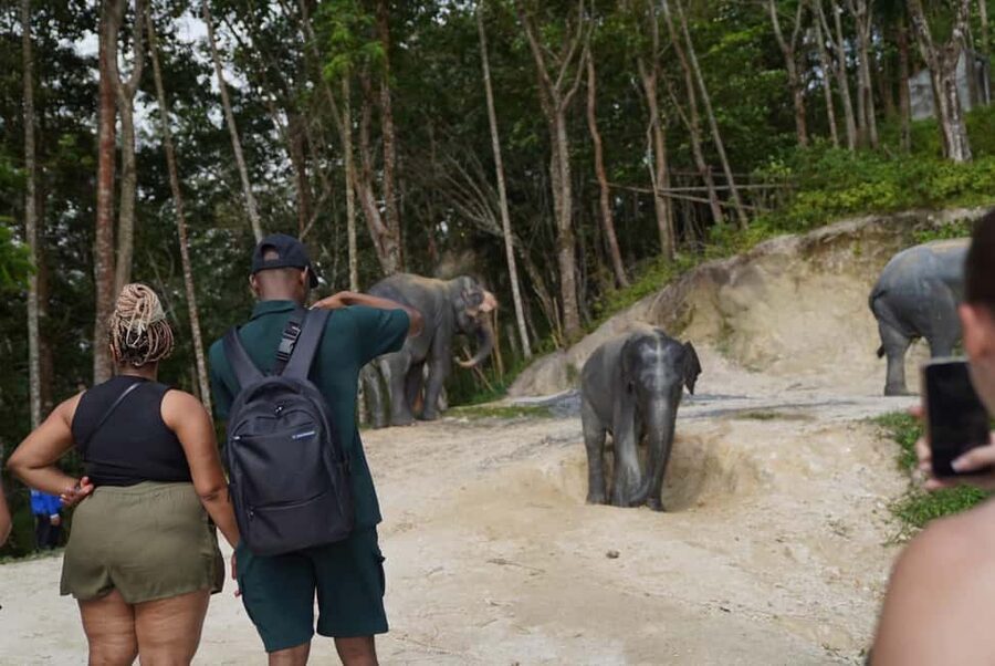 Phuket: Patong Elephant Sanctuary Observe & Learn Experience - A 90-minute walk through the forest