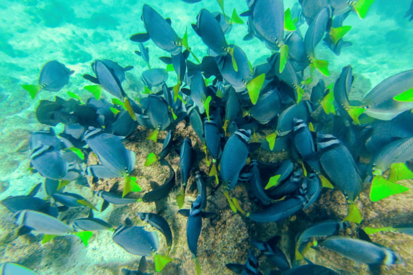 Phuket: Racha and Coral Islands Speedboat Trip with Lunch - Coral Island combines lunch and free time
